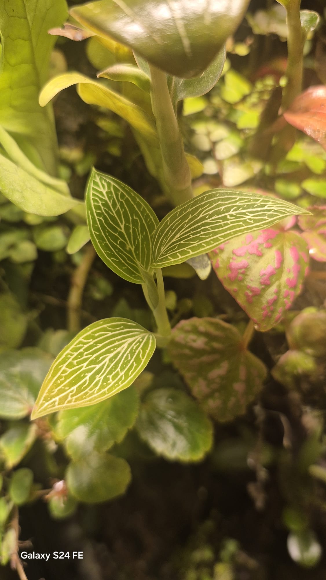 Ludisia discolor alba